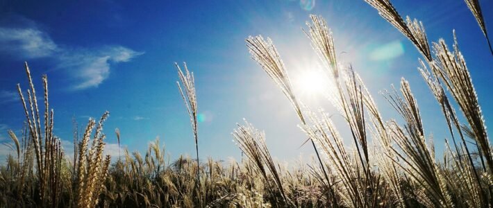 Quisque iaculis Quisque iaculis